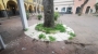 immagine anteprima: Abbattimento programmato di un albero di piazza Garibaldi